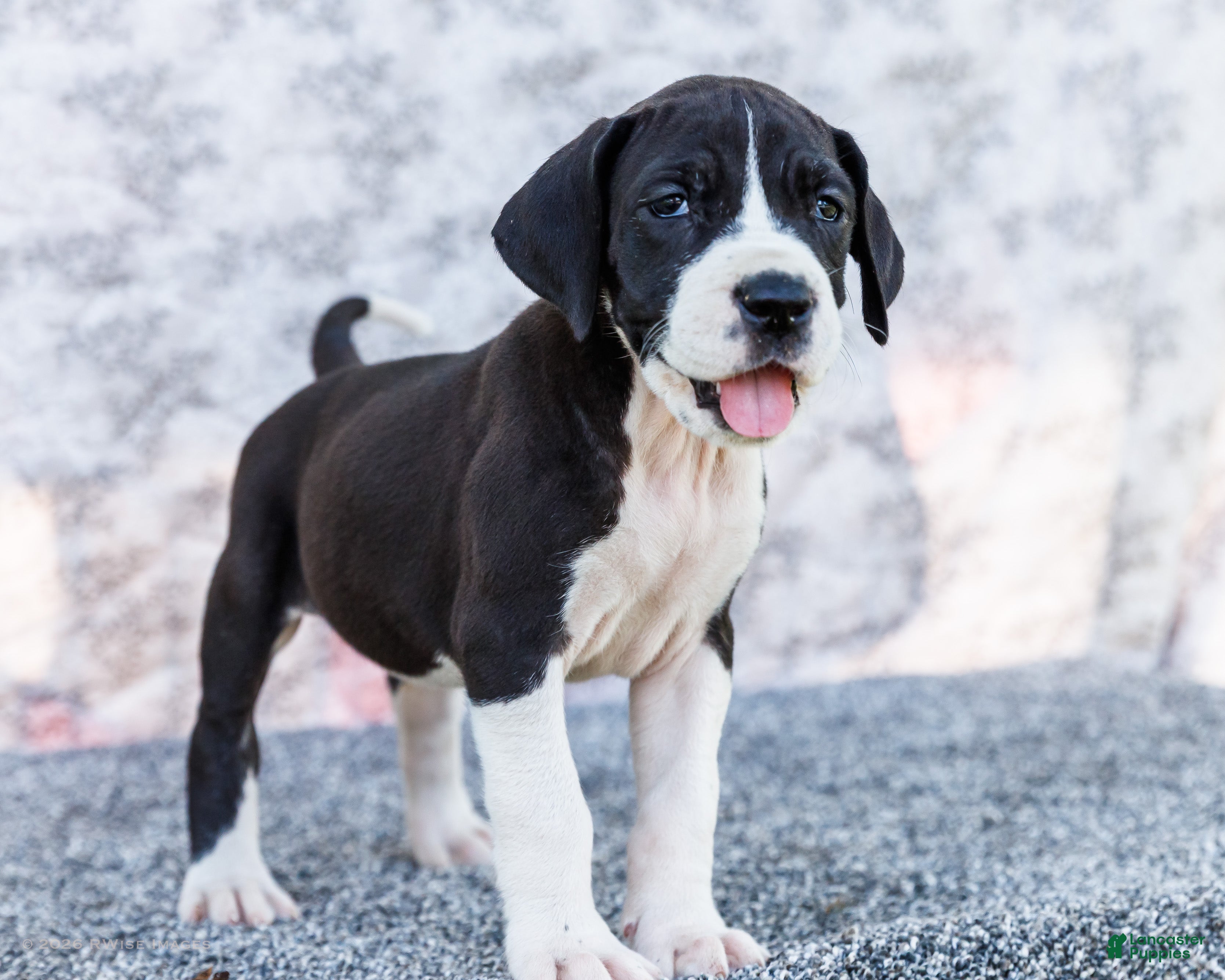 Great Dane dogs Faye - Ad 1