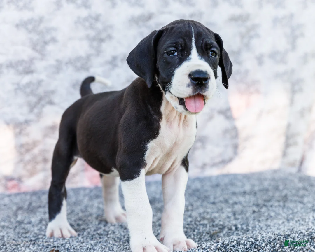 Great Dane dogs for sale: Faye - Ad 1