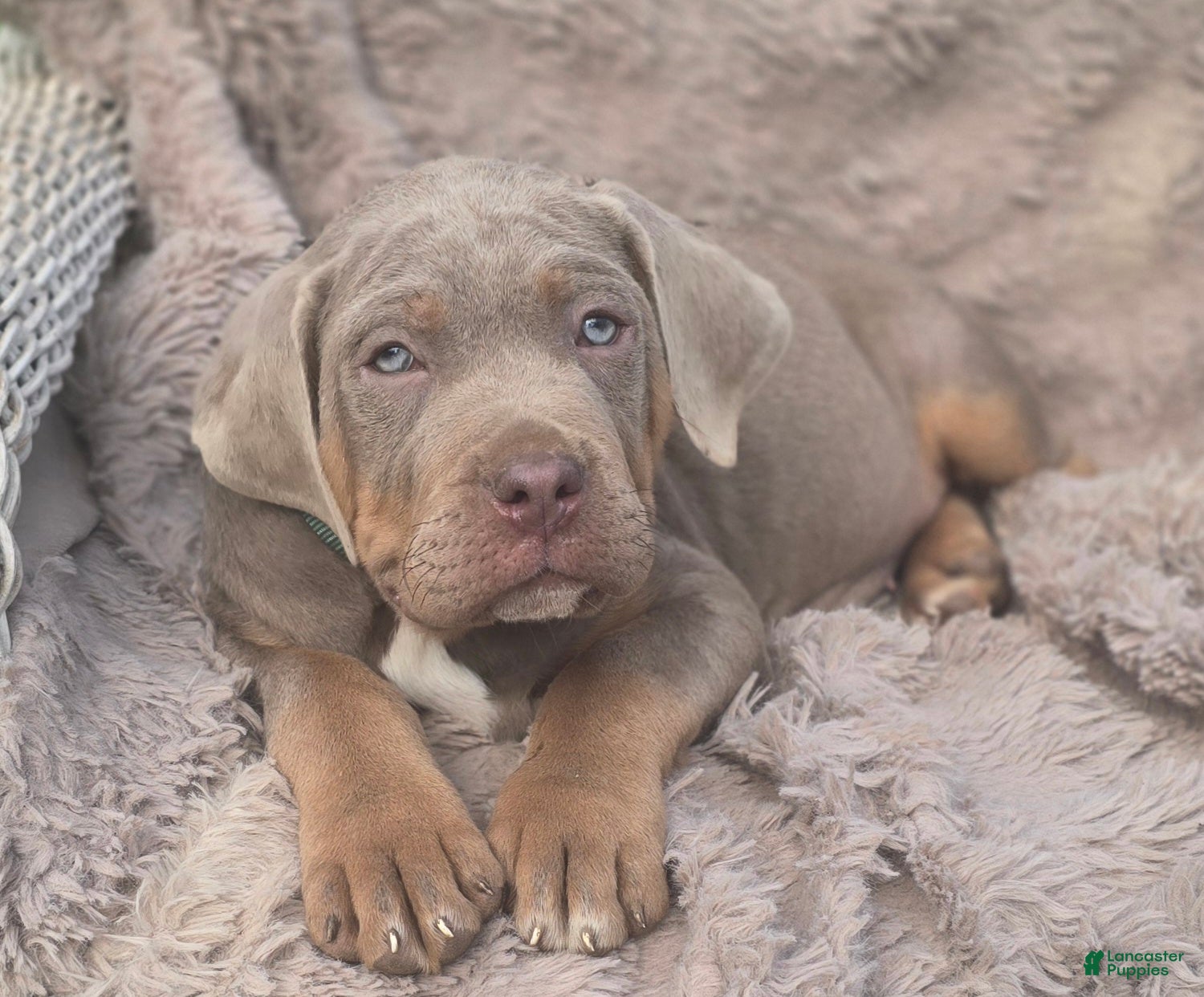 Cane Corso dogs Rufus - Ad 1