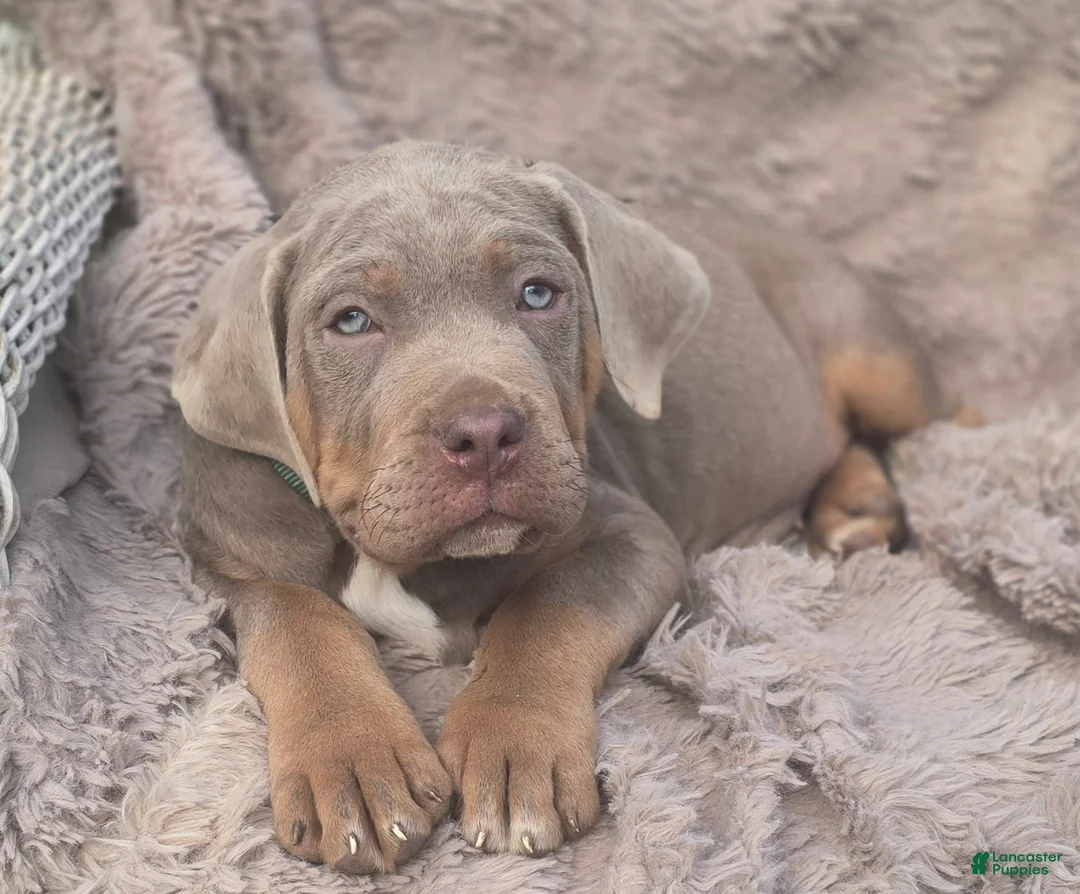 Cane Corso dogs for sale: Rufus - Ad 1