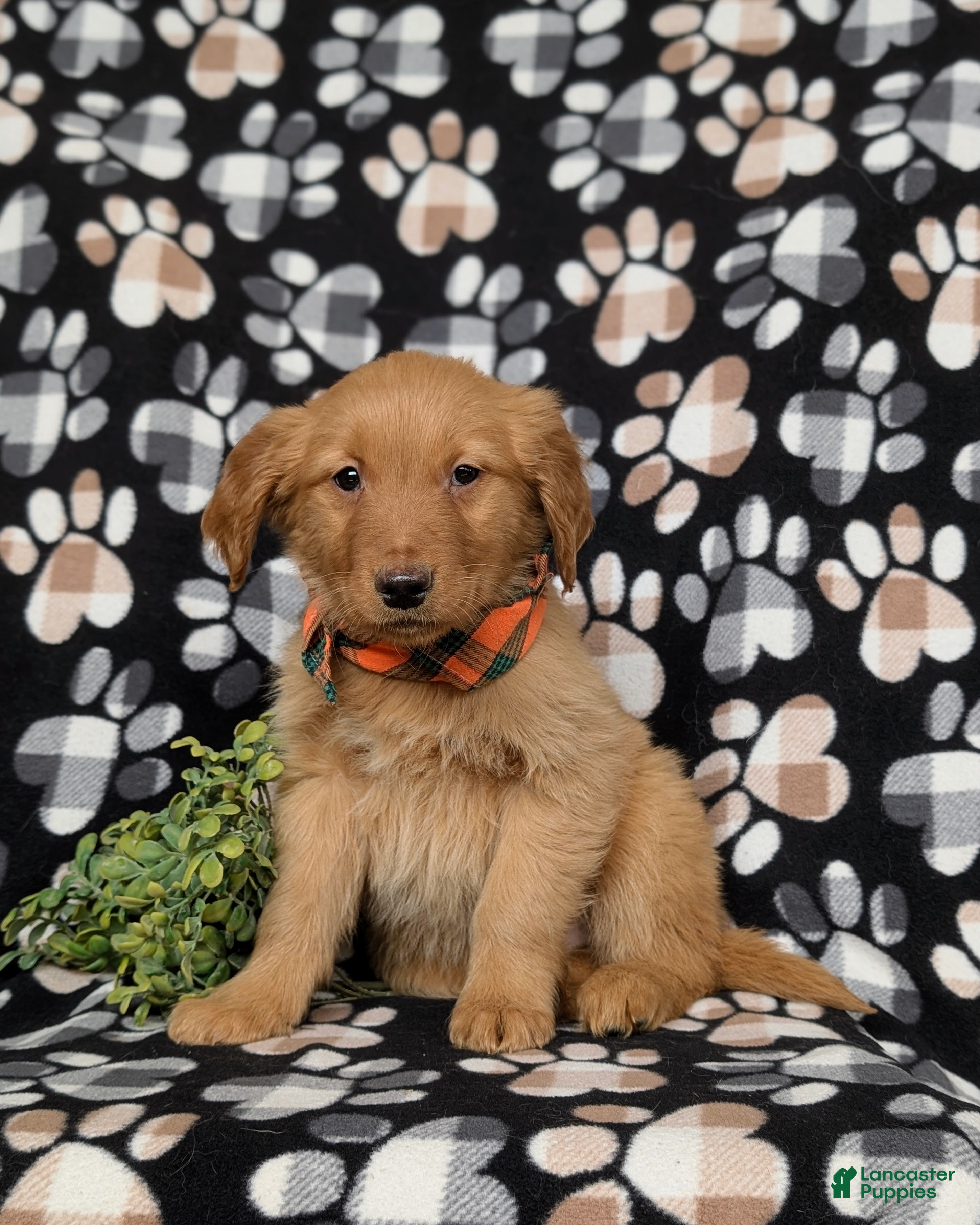 Golden Retriever dogs Flynn - Ad 1