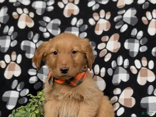 Golden Retriever dogs for sale: Flynn - Ad 1