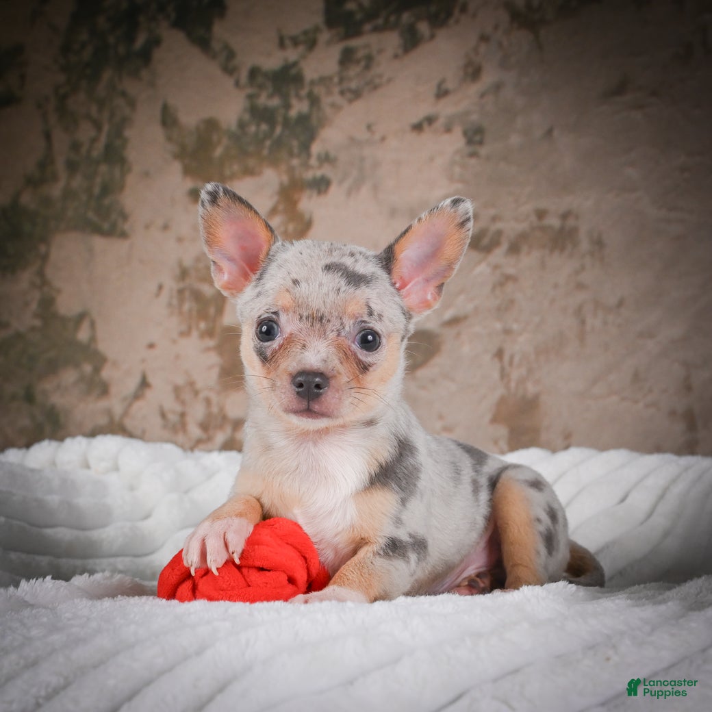 Chihuahua dogs Phillip - Ad 1