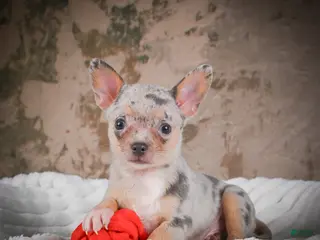 Chihuahua dogs for sale: Phillip - Ad 3