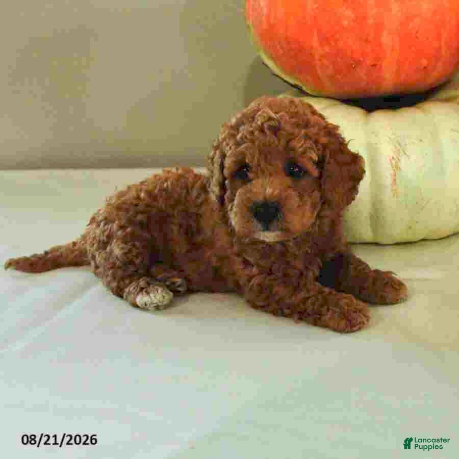 Mini Bernedoodle dogs Molly - Ad 2