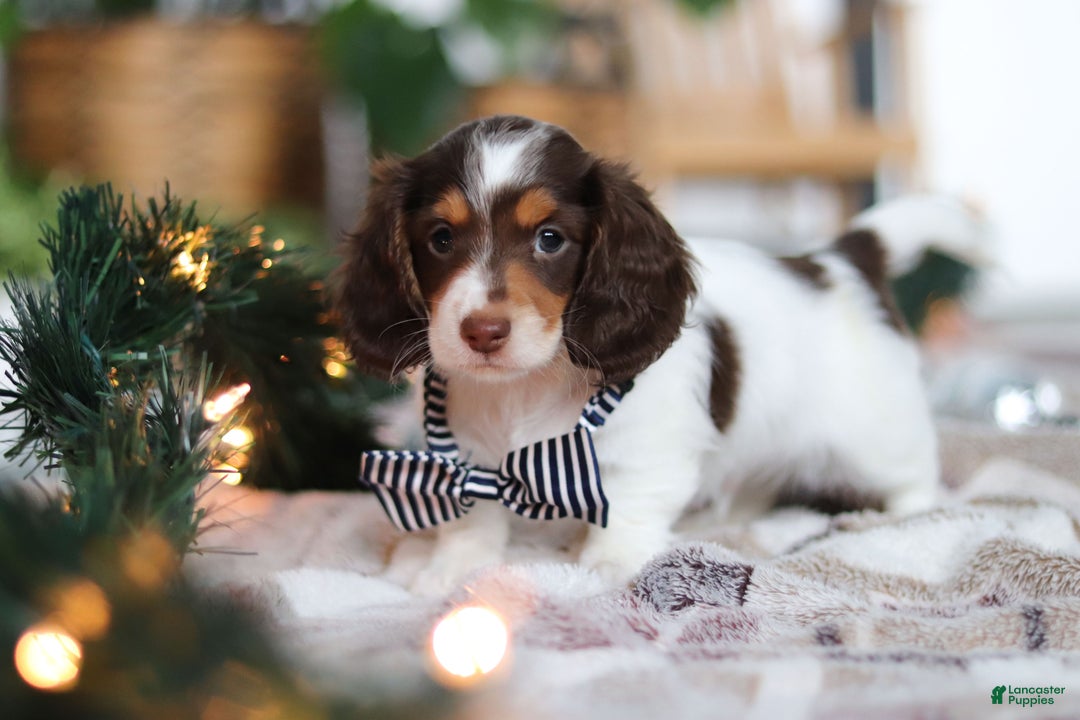 Miniature Dachshund dogs for sale: Charlie - Ad 1