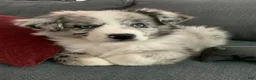 Miniature Australian Shepherd dogs for sale: Booty - Ad 11