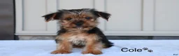 Yorkshire Terrier dogs for sale: Cole - Ad 1