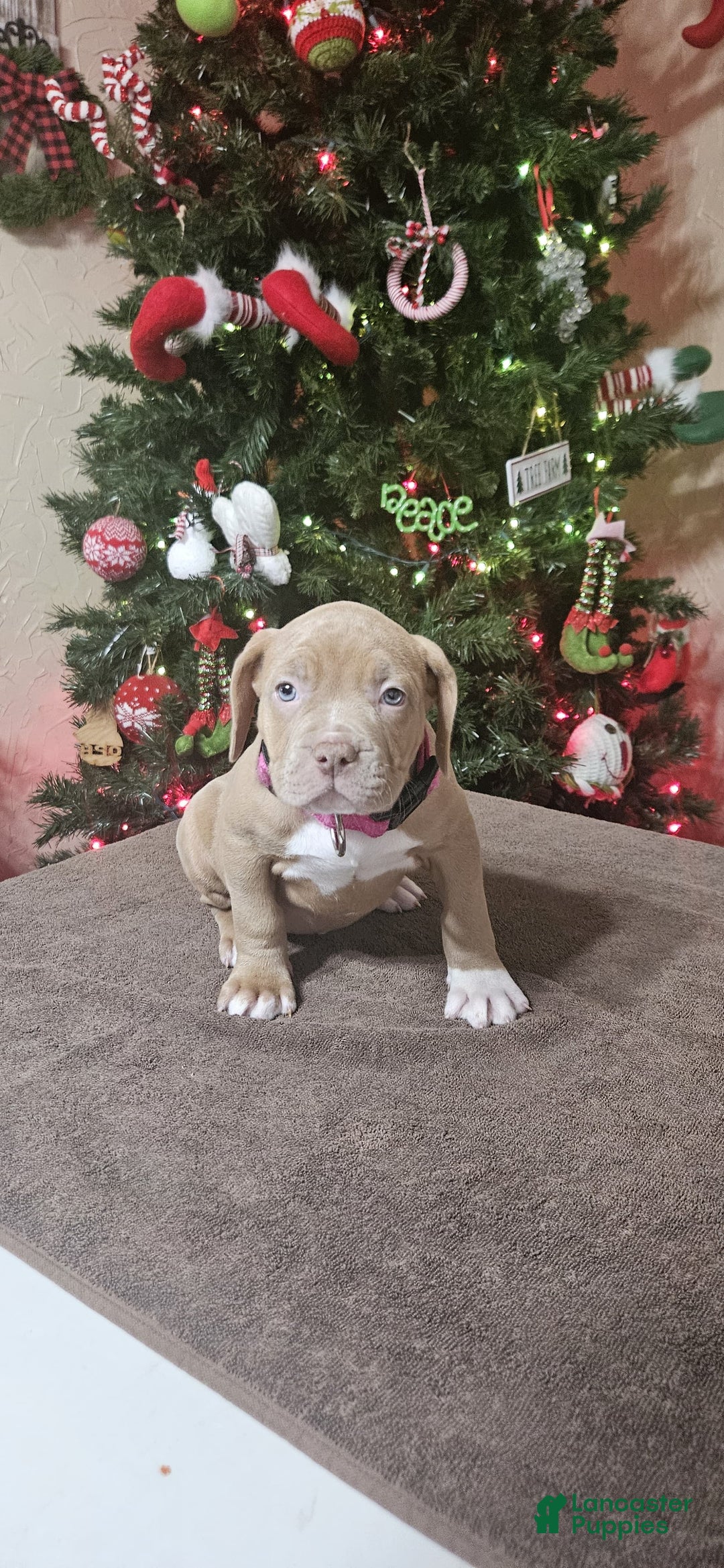 American Bully dogs for sale: NOEL - Ad 1