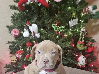 American Bully dogs NOEL - Ad 41