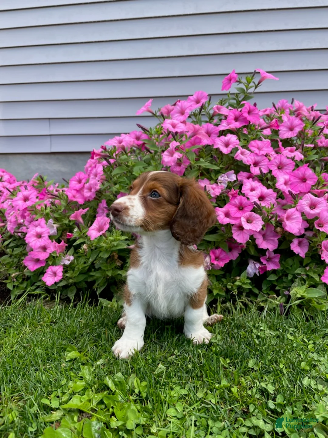 Miniature Dachshund dogs for sale: Rover - Ad 2