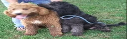 Standard Poodle dogs for sale: Butter - Ad 9