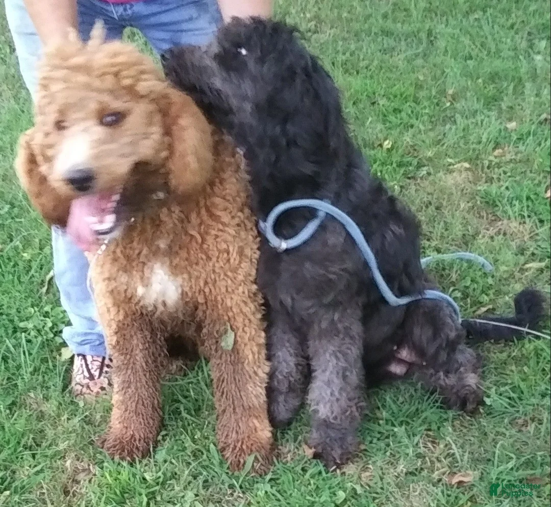 Standard Poodle dogs for sale: Butter - Ad 9
