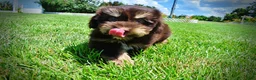 Havapoo dogs for sale: Epic - Ad 8