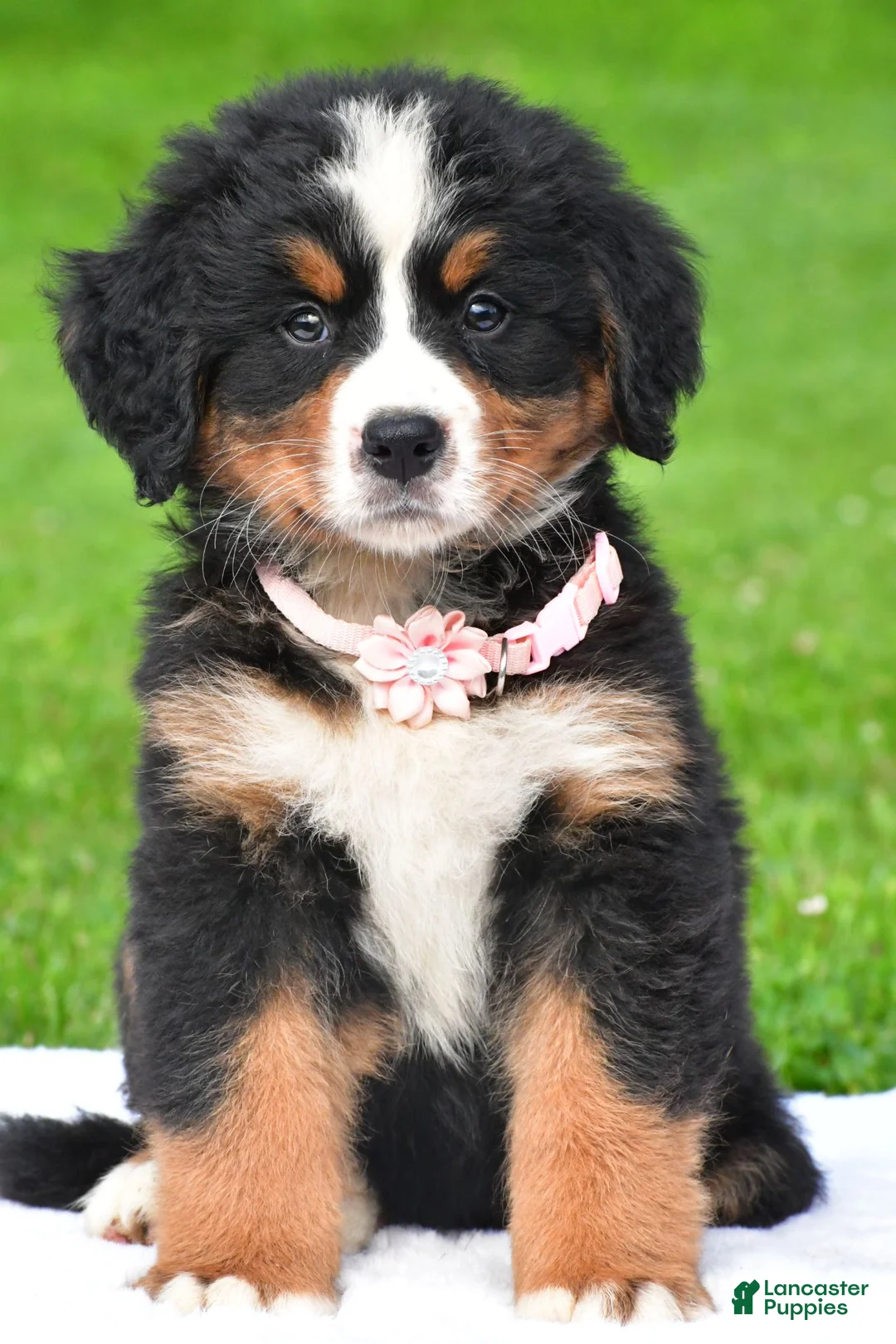 Bernese Mountain Dog dogs for sale: Nancey - Ad 2