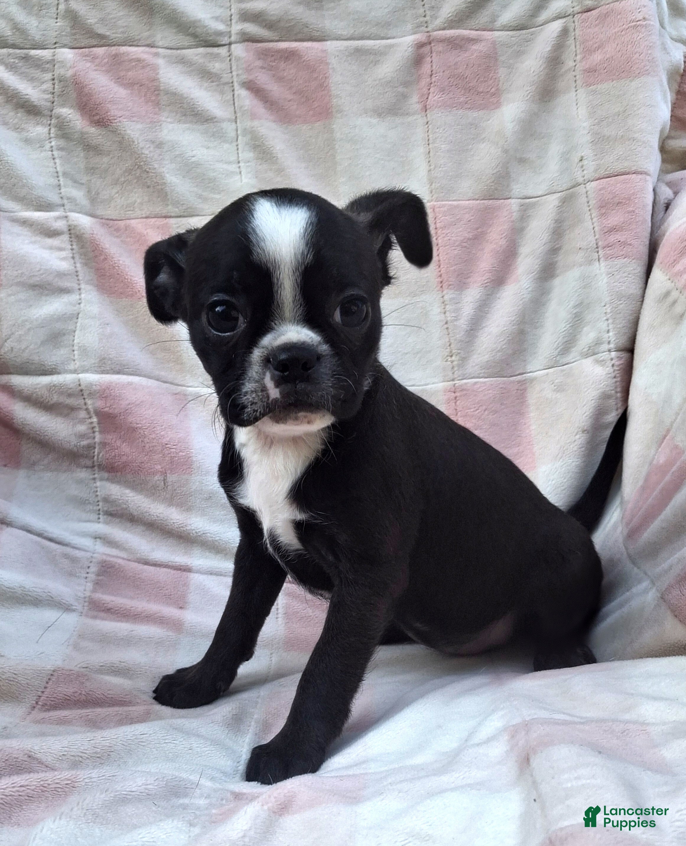 Mixed Breed dogs Lil Lady - Ad 2