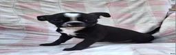 Mixed Breed dogs for sale: Lil Lady - Ad 2