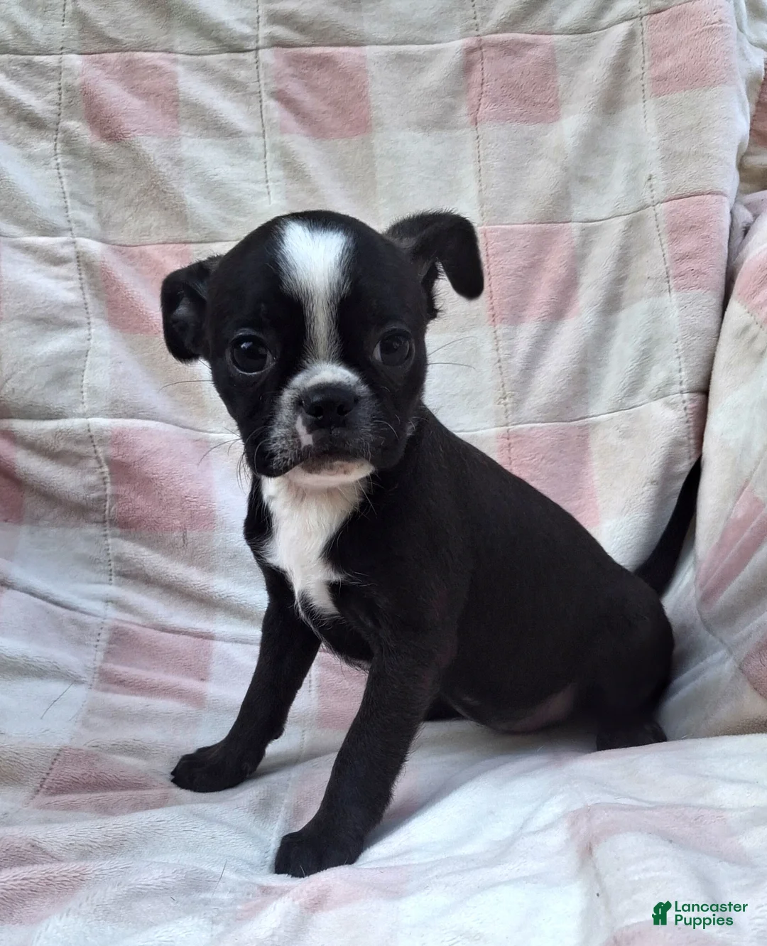 Mixed Breed dogs for sale: Lil Lady - Ad 2