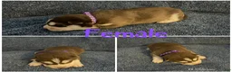Siberian Husky dogs for sale: Siberian Husky Puppy 3 - Ad 1