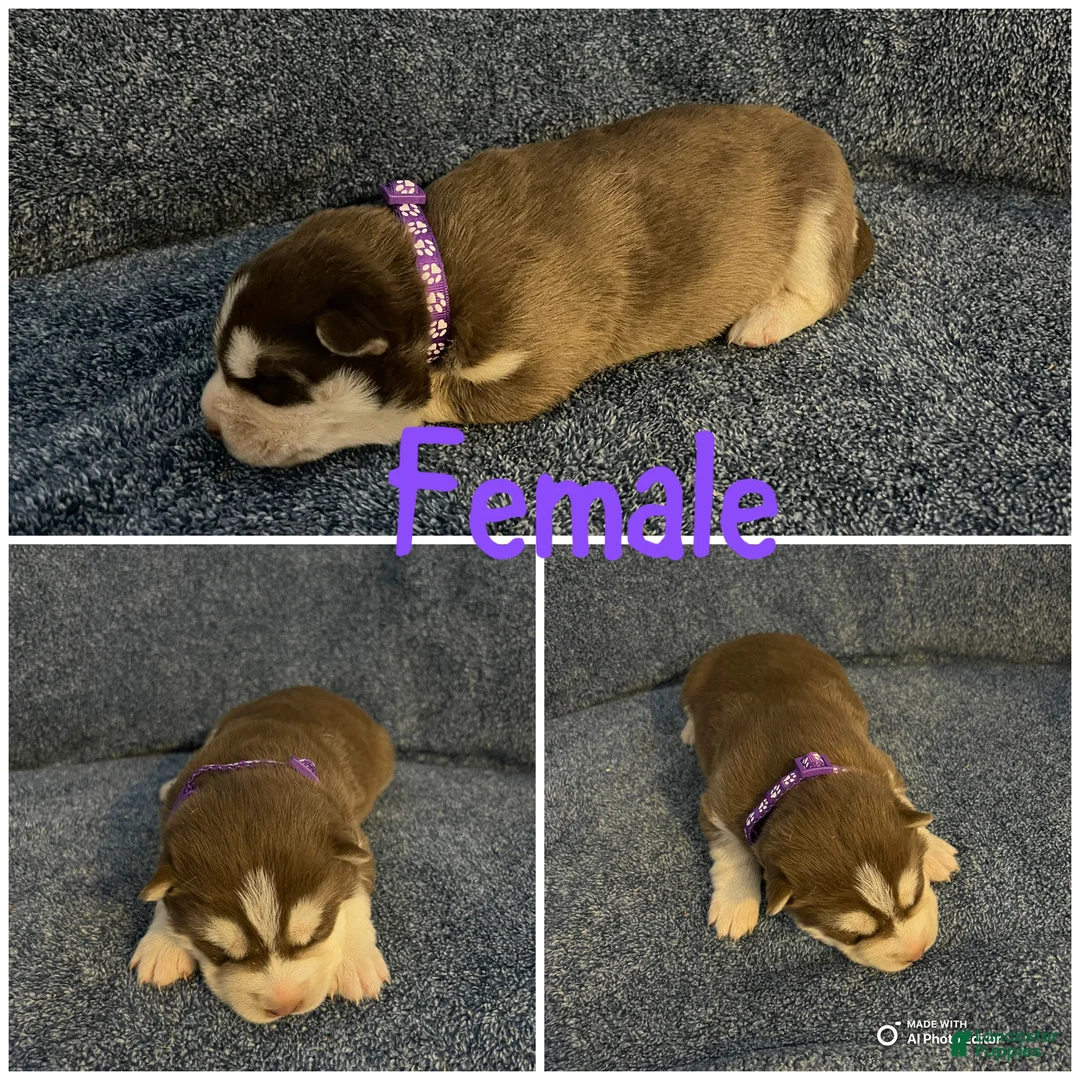 Siberian Husky dogs for sale: Siberian Husky Puppy 3 - Ad 1