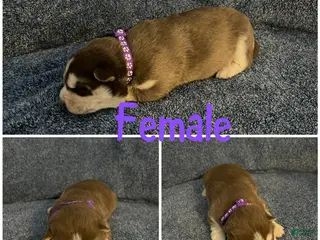 Siberian Husky dogs Siberian Husky Puppy 3 - Ad 37