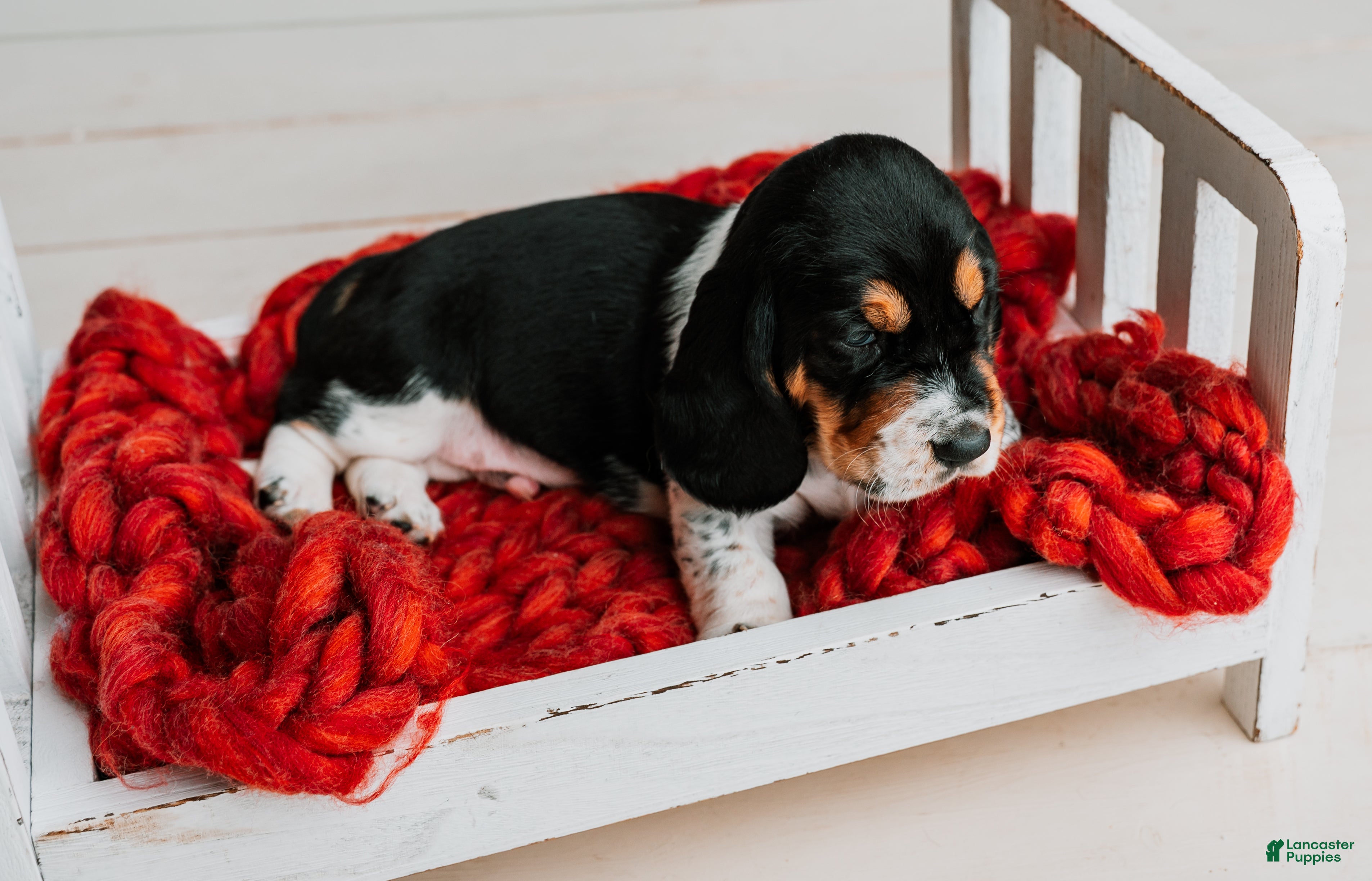 Basset Hound dogs Speck  - Ad 2