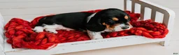 Basset Hound dogs for sale: Speck  - Ad 7