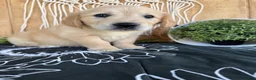 Golden Retriever dogs for sale: Grace - Ad 12