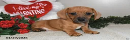 Miniature Dachshund dogs for sale: Gus - Ad 4