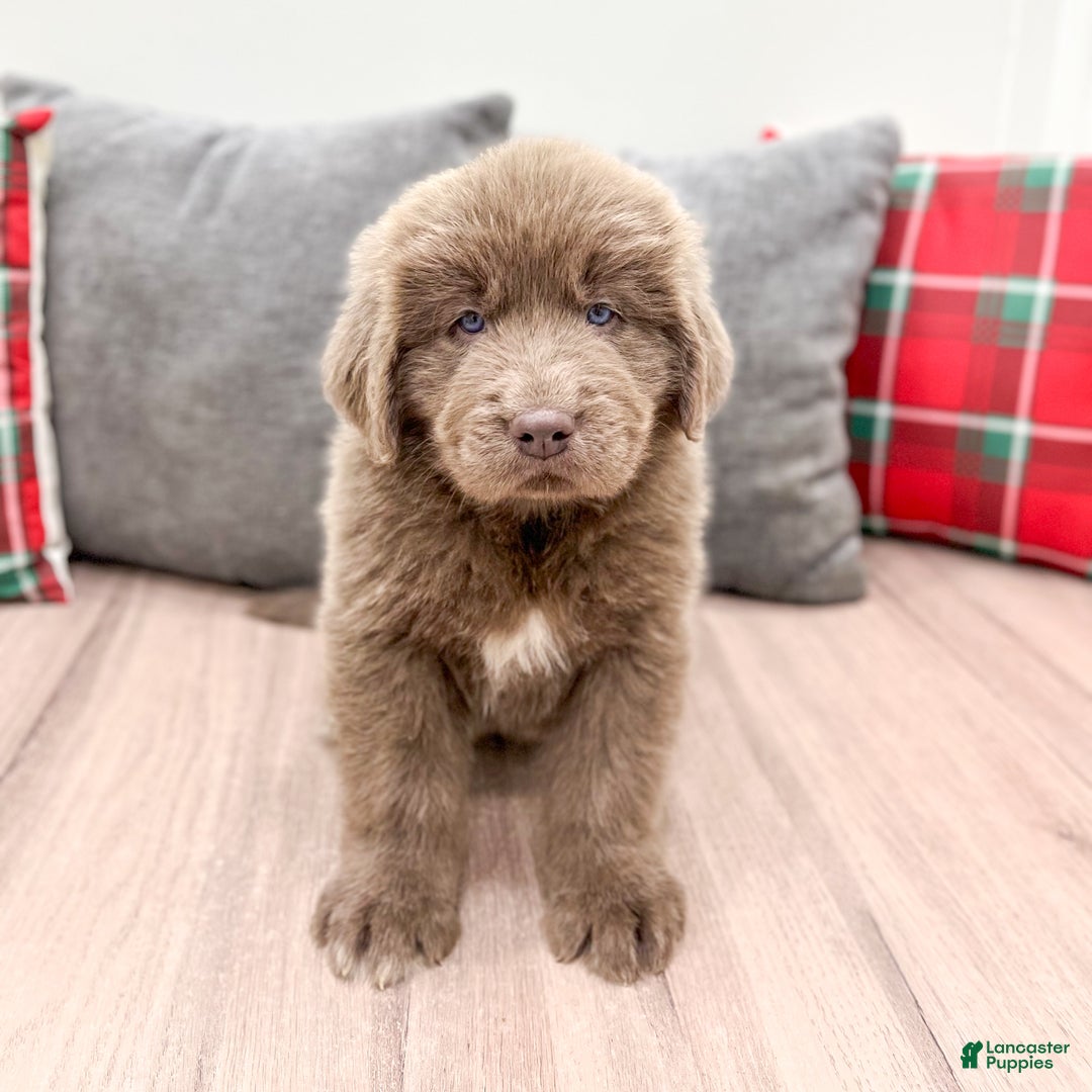 Newfoundland dogs for sale: Rusty - Ad 2