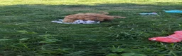 Cavapoo dogs for sale: Willow  - Ad 10