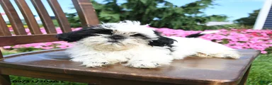 Aspen