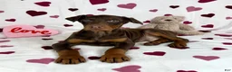 Doberman Pinscher dogs for sale: Diesel - Ad 3