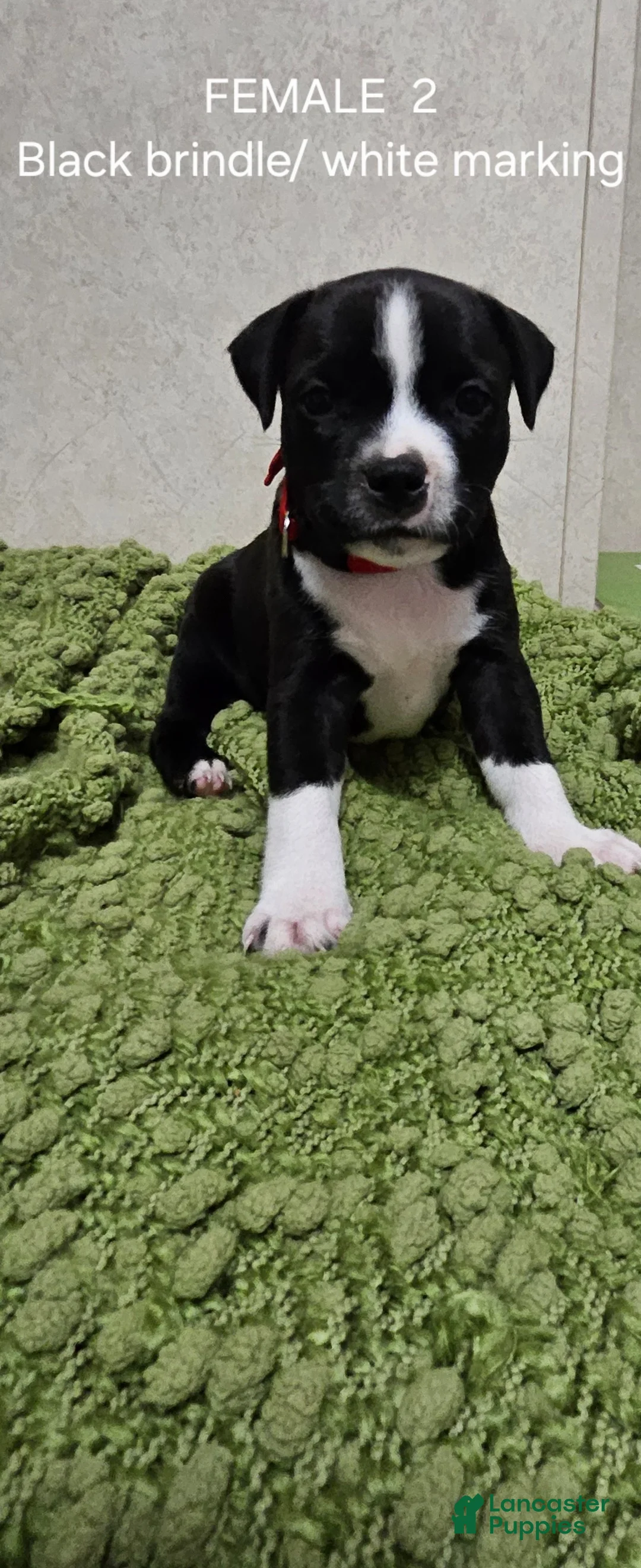 Staffordshire Bull Terrier dogs for sale: Staffordshire Bull Terrier 6 - Ad 2