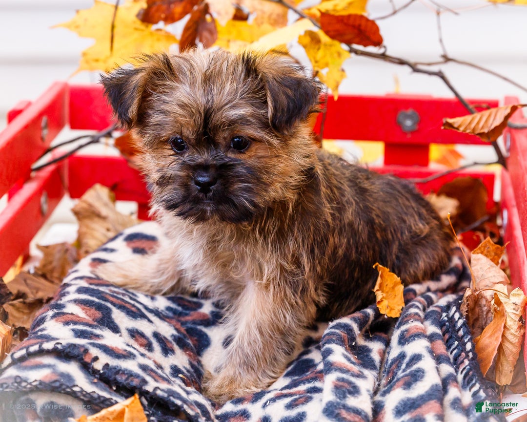 Shorkie dogs for sale: Lanae - Ad 2