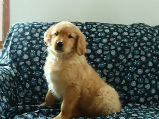 Golden Retriever dogs Hudson - Ad 20