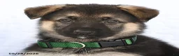 German Shepherd dogs for sale: Ramona - Ad 4