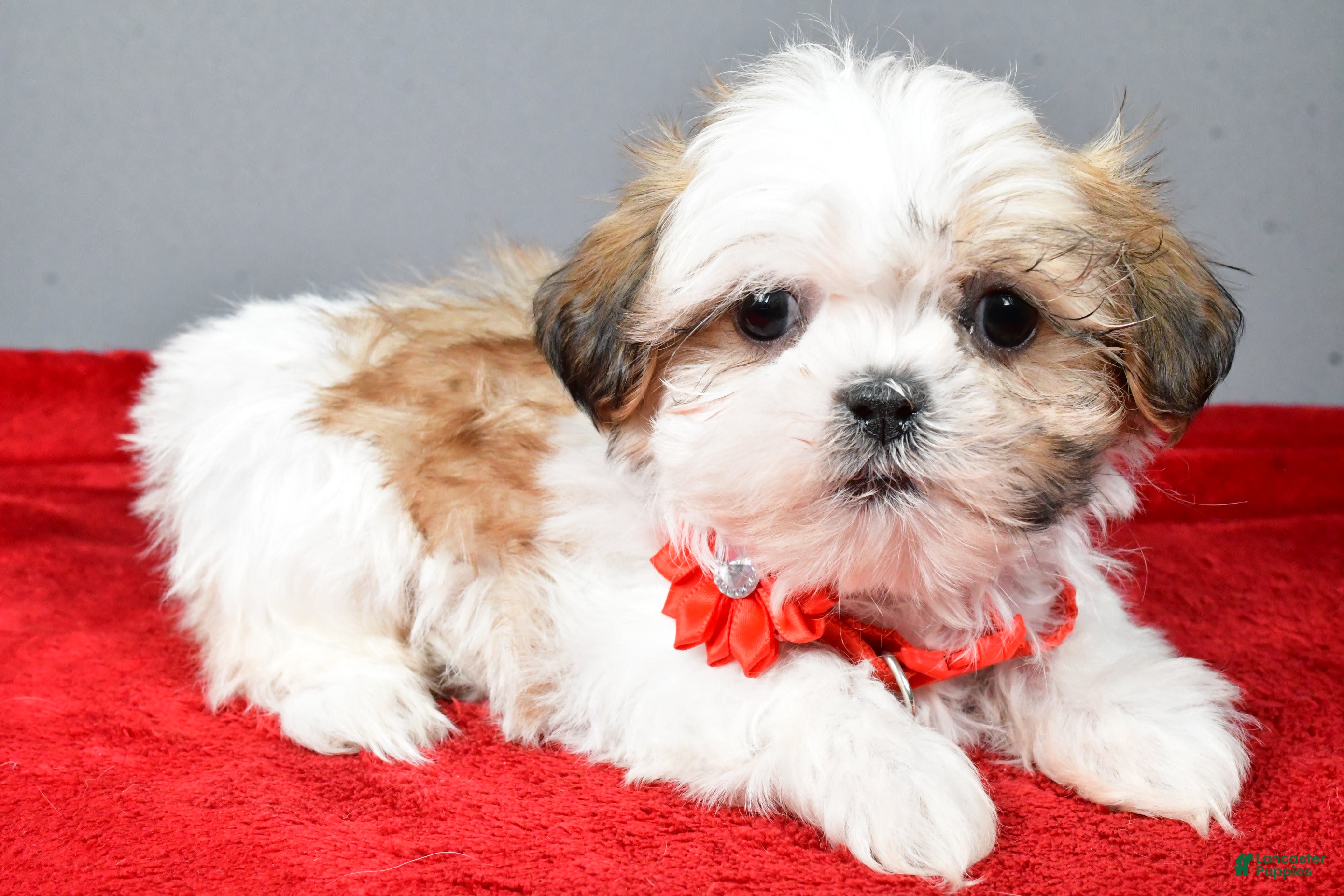 Shih Tzu dogs Chevel - Ad 28