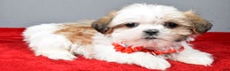 Shih Tzu dogs for sale: Chevel - Ad 1