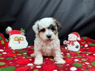 Toy Poodle dogs Toy Poodle Puppy 2 - Ad 36
