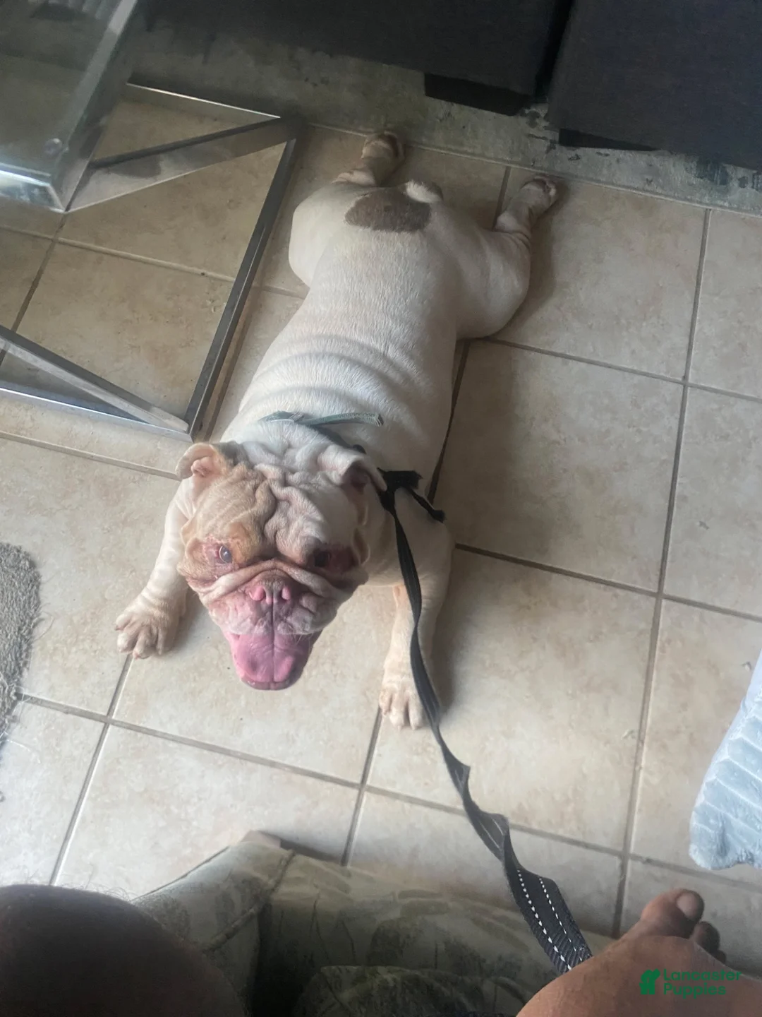 English Bulldog dogs for sale: English Bulldog 1 - Ad 4