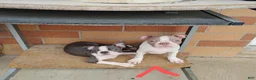 Boston Terrier dogs for sale: Roland - Ad 8