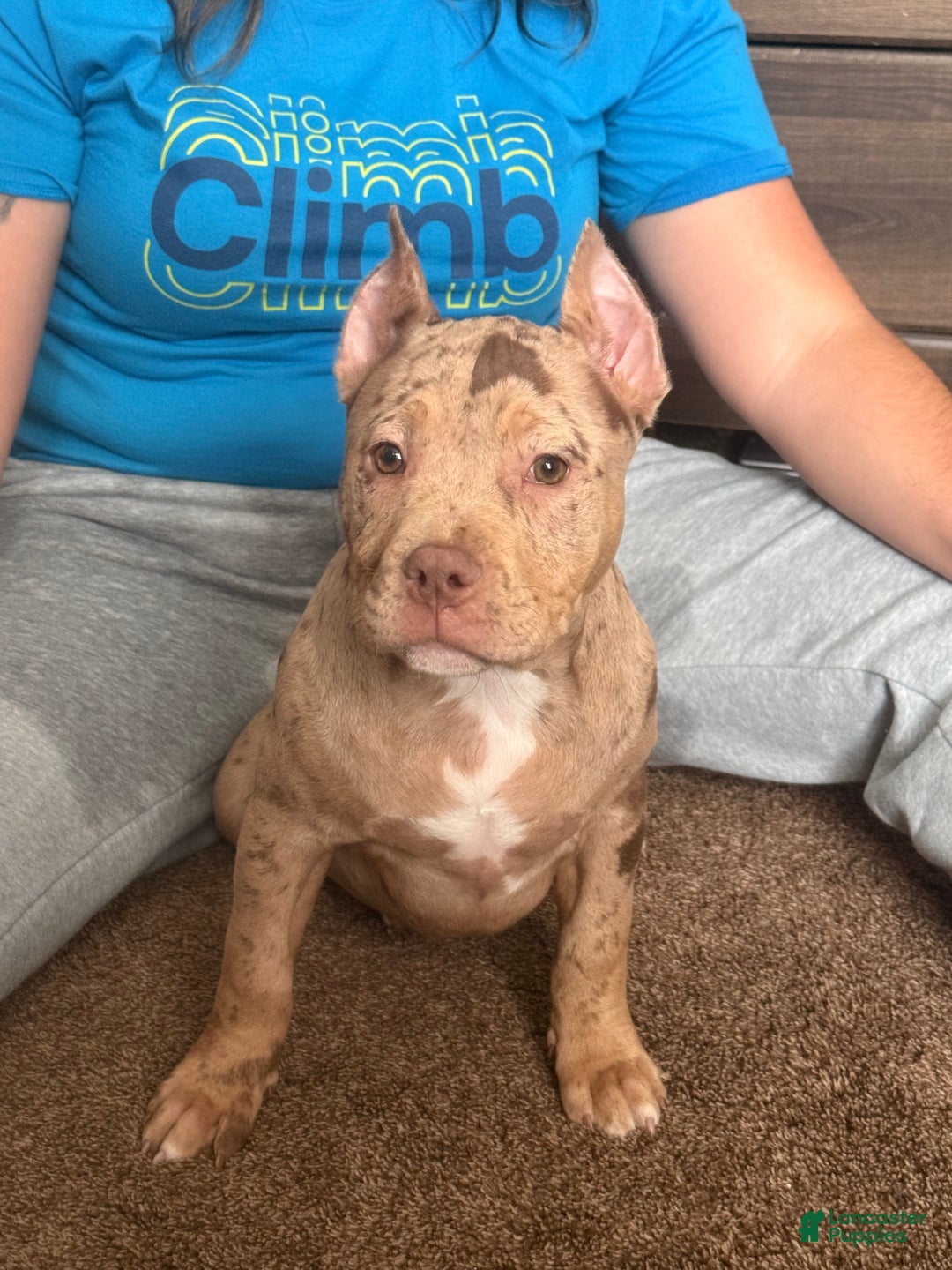 American Bully dogs for sale: Stormy - Ad 15