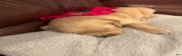 Golden Retriever dogs for sale: Golden Retriever 5 - Ad 10