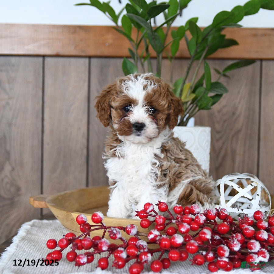 Cavapoo dogs Clover - Ad 14