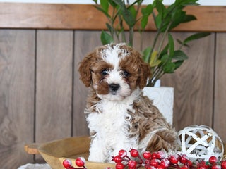 Cavapoo dogs Clover - Ad 14