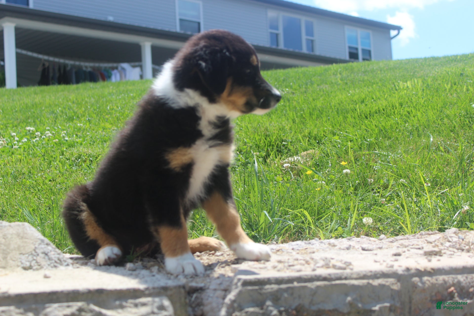 Australian Shepherd dogs Pansy - Ad 2