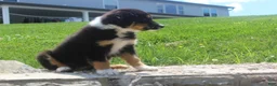 Australian Shepherd dogs for sale: Pansy - Ad 2