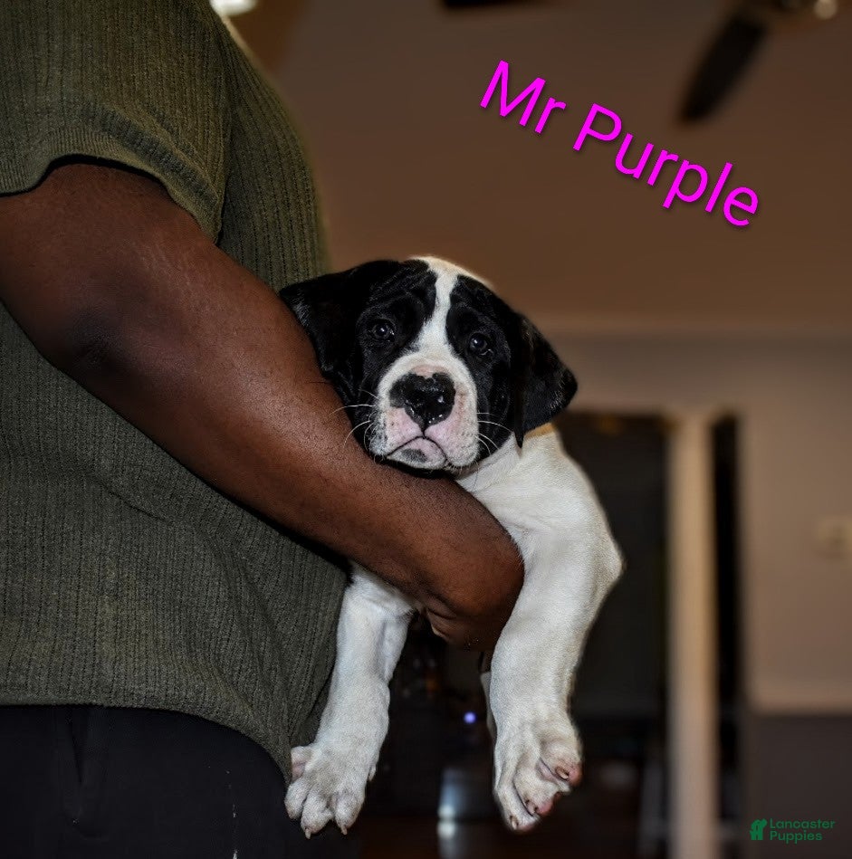 Presa Canario dogs Mr Purple  - Ad 2