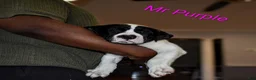 Presa Canario dogs for sale: Mr Purple  - Ad 2